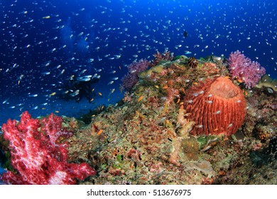 Scuba Diving Underwater Coral Reef