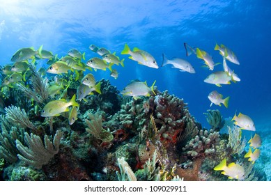 Scuba Diving In The Underwater Museum Near Cancun