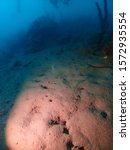 Scuba Diving world war 2 plane wreck in rabaul / Kokopo A6M2 Model Mitsubishi A6M Zero