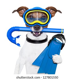 scuba dog with tins snorkel and goggles