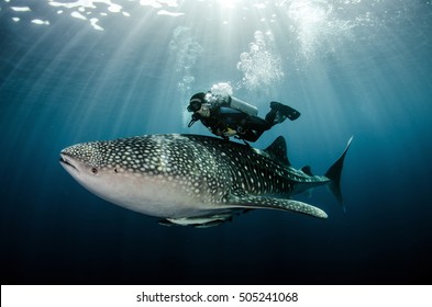 Scubadiver swimming with whale shark