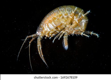 16+ Amphipod clipart no background