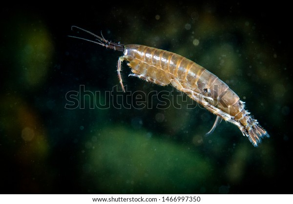 Scud Amphipoda swimming in the cold waters of the\
St-Lawrence River