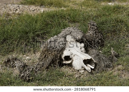 The scull of one of the big five. The circle of life.