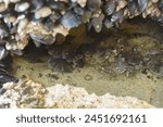 Sculpins in a tidepool at Hug Point