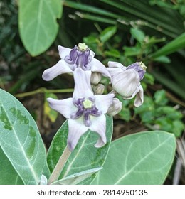 Sculptural Geometry: A Macro Study of Calotropis gigantea

ABOUT

This image is an intimate, outdoor botanical observation of Calotropis gigantea, widely known as the crown flower or biduri. The close-up isolates a cluster of blooms, revealing their highly unusual, star-shaped geometric structure. The flowers exhibit a pale, muted lilac tone that fades into white, centered around a rigid, crown-like corona. Surrounding the delicate blossoms are broad, thick leaves coated in a fine, powdery white bloom, giving the foliage a soft, almost frosted texture.

Unlike the fluid, delicate petals of typical florals, this subject matter offers a study in natural rigidity and mathematical symmetry. The pentagonal form of the flowers feels distinctly architectural, projecting outward with a carved, sculptural presence. Set against a lush, softly blurred background of tangled green foliage, the cool, desaturated tones of the crown flower stand out, highlighting the plant's unique, robust physiology and its raw, untamed aesthetic.

For design professionals and botanical illustrators, this macro shot provides excellent reference material for intricate natural geometries. Its muted color palette and heavy structural focus make it an excellent background asset for organic branding, wellness packaging, or scientific and ecological publications requiring authentic, highly detailed botanical photography devoid of artificial styling.