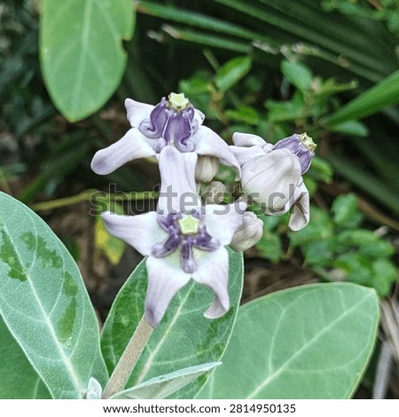 Sculptural Geometry: A Macro Study of Calotropis gigantea

ABOUT

This image is an intimate, outdoor botanical observation of Calotropis gigantea, widely known as the crown flower or biduri. The close-up isolates a cluster of blooms, revealing their highly unusual, star-shaped geometric structure. The flowers exhibit a pale, muted lilac tone that fades into white, centered around a rigid, crown-like corona. Surrounding the delicate blossoms are broad, thick leaves coated in a fine, powdery white bloom, giving the foliage a soft, almost frosted texture.

Unlike the fluid, delicate petals of typical florals, this subject matter offers a study in natural rigidity and mathematical symmetry. The pentagonal form of the flowers feels distinctly architectural, projecting outward with a carved, sculptural presence. Set against a lush, softly blurred background of tangled green foliage, the cool, desaturated tones of the crown flower stand out, highlighting the plant's unique, robust physiology and its raw, untamed aesthetic.

For design professionals and botanical illustrators, this macro shot provides excellent reference material for intricate natural geometries. Its muted color palette and heavy structural focus make it an excellent background asset for organic branding, wellness packaging, or scientific and ecological publications requiring authentic, highly detailed botanical photography devoid of artificial styling.