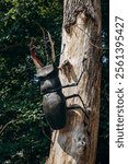 A Sculpture of a Giant Beetle on a Tree in Tivoli Park, Ljubljana