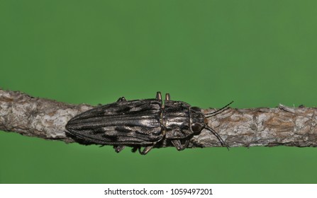 royalty free pine borer stock images photos vectors shutterstock pine borer