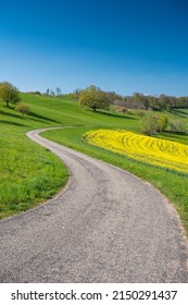 S-curve With Giant Oak Tree In Spring