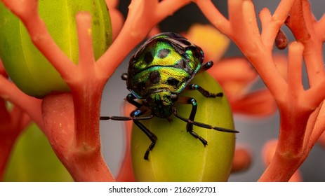 Scutelleridae is a family of true bugs. They are commonly known as jewel bugs or metallic shield bugs due to their often brilliant coloration.  - Shutterstock ID 2162692701