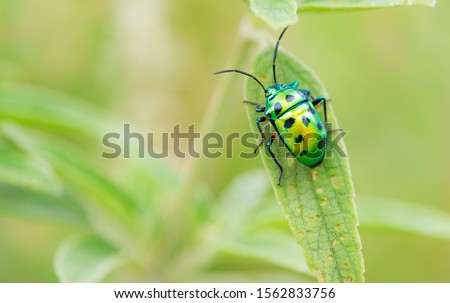 Scutelleridae is a family of true bugs. They are commonly known as jewel bugs or metallic shield bugs due to their often brilliant coloration.