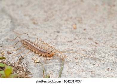 Scutigera coleoptrata (house centipede)