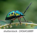 Scutiphora pedicellata is a species of insect in the jewel bug family.