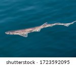 scyliorhinus canicula dogfish swimming free on sea surface with daylight