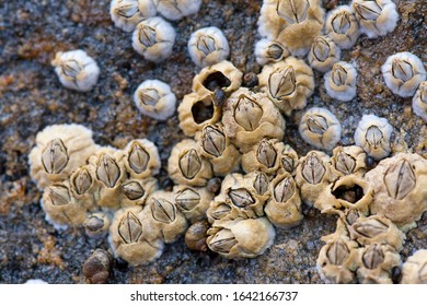 1,618 Sea acorn Images, Stock Photos & Vectors | Shutterstock