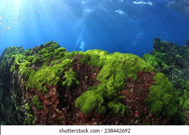 Sea algae