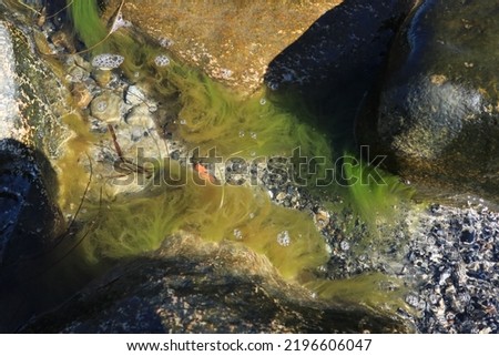 Sea algae in Balticsea in Helsingor in Denmark at the Oresund strait agains Sweden.  Kattegat is north of this one with famous bridge between Malmo and Copenhagen. Breeds are nori and chlorella.