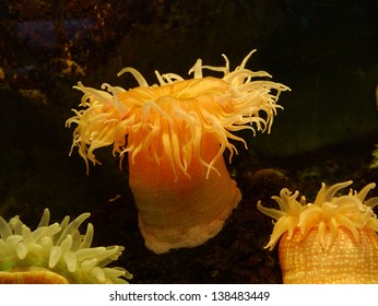 Sea Anemone