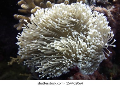 Sea Anemone