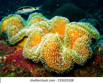 Sea Anemone