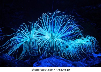 Sea Anemone