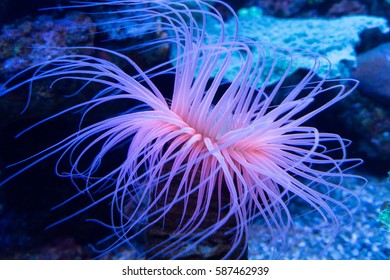 Sea Anemone