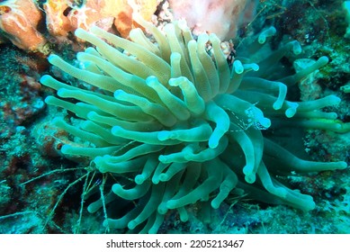 Sea Anemone With Blue Cleaner Shrimp