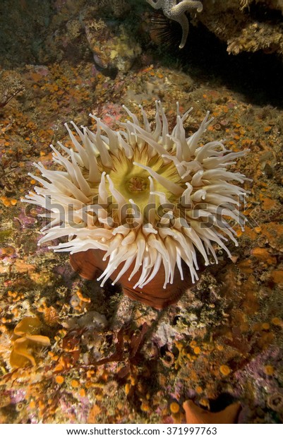 Sea\
anemone at Channel Islands underwater ocean\
reef
