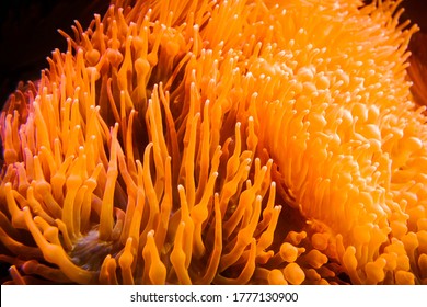 Sea Anemone Close-up View In Ocean. Heteractis Magnifica