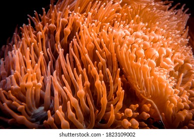 Sea Anemone Close-up View In Ocean. Heteractis Magnifica