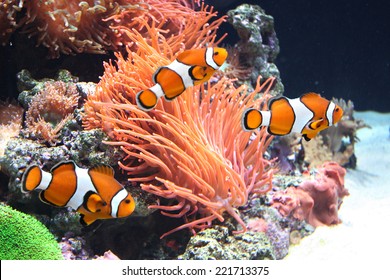 Sea Anemone And Clown Fish 