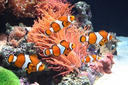 Anémone De Mer Et Clown Dans Un Aquarium Marin