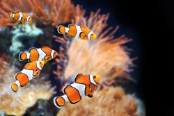 Anémone De Mer Et Poisson Clown Dans Un Aquarium Marin. Sur Fond Noir