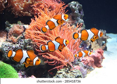 Sea Anemone And Clown Fish In Marine Aquarium