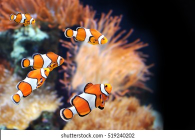 Sea anemone and clown fish in marine aquarium. On black background - Shutterstock ID 519240202