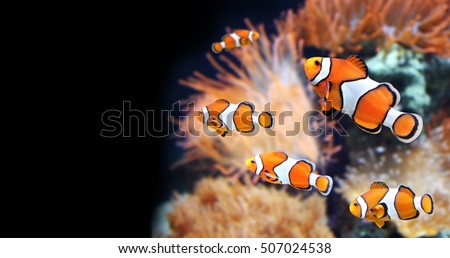 Similar – Tropical reef fish Life