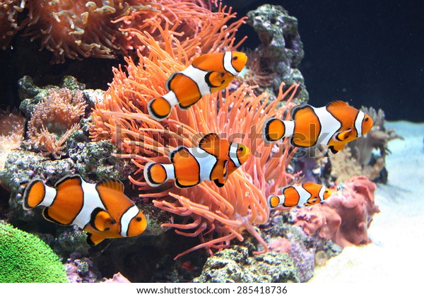Sea anemone and\
clown fish in marine\
aquarium