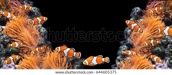 Sea anemone and clown fish in\
marine aquarium. On black background. Copy space for your\
text