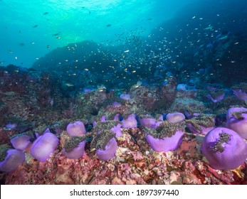 Sea anemone colony at sunset (Mergui archipelago, Myanmar)