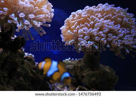 Sea anemone flower with exotic fish Clownfish in frot of in the center of oceanography and marine biology 