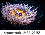 Sea anemone on the coral reef. Red sea wildlife