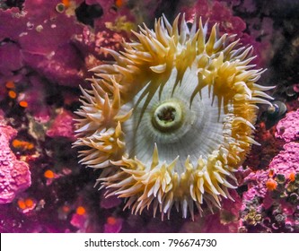 An Sea Anemone On The Pacific Ocean Sea Floor With Colorful Pink Coralline Algae.