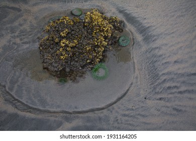 Sea Anemone On A Rock At San Josef Bay In Cape Scott Provincial Park