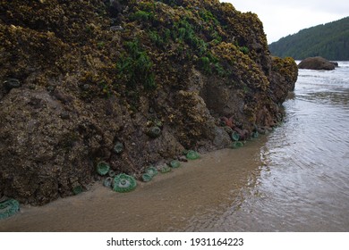 Sea Anemone On A Rock At San Josef Bay In Cape Scott Provincial Park