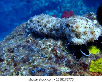 Sea Anemone Reef Cnidaria Nematocyst Stock Photo 1538178773 | Shutterstock