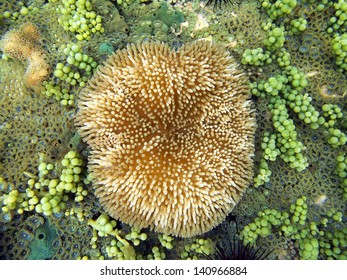 Sea Anemone, Stichodactyla Helianthus, Underwater On The Ocean Floor