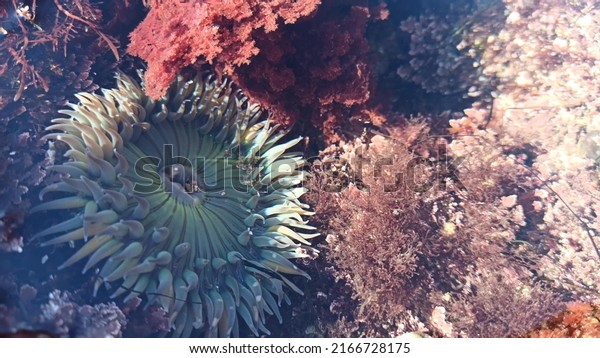 Sea anemone tentacles, tide pool water, anemones\
mouth macro. Tidepool wildlife, aquatic marine organism. Exotic\
actiniaria polyp animal underwater. Littoral intertidal zone fauna,\
California low tide