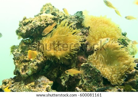 sea anemones aquarium art