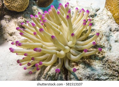 Sea anemones are a group of water-dwelling, predatory animals of the order Actiniaria